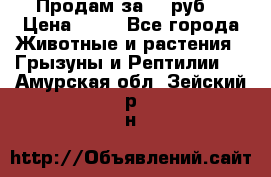 Продам за 50 руб. › Цена ­ 50 - Все города Животные и растения » Грызуны и Рептилии   . Амурская обл.,Зейский р-н